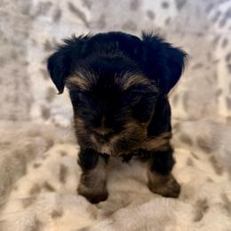 Belle - Black and tan female Yorkshire Terrier puppy in Blackfoot, Idaho from Top Knot Yorkies of Idaho