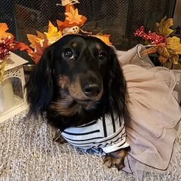 Abee - Dachshund