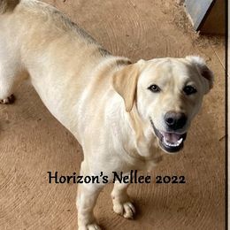 NELLEE - Labrador Retriever