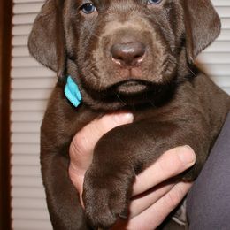 Labrador Retriever Puppies from Milliken Creek Labs