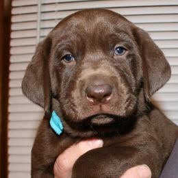 Labrador Retriever Puppies from Milliken Creek Labs