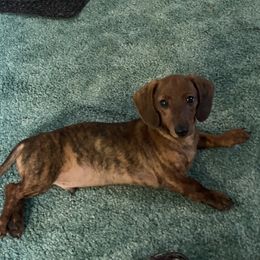 Dachshund Puppies from Bella’s Puppies