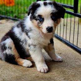Pride - Blue merle female Australian Shepherd puppy in Silex, Missouri from Small Town Australian Shepherds