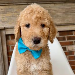 Moose - Cream male Goldendoodle puppy in Pulaski, Tennessee from Doodle My Heart