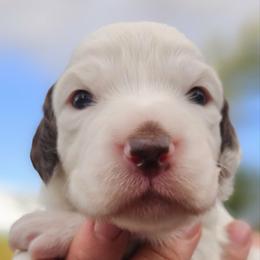 Girl 2 - Liver Tri - both ears and spot on back - Liver belton female English Setter puppy in Boise, Idaho from English Setters of the Eyrie