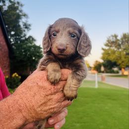 Doc - Fawn (isabella) and tan male Dachshund puppy in Altus, Oklahoma from Johnson Prairie Pups