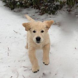 Auregrande Fine English Style Golden Retrievers breeder of Golden Retriever