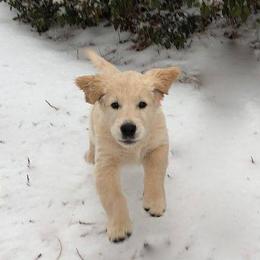 Auregrande Fine English Style Golden Retrievers breeder of Golden Retriever