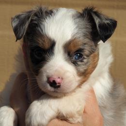 Toy Australian Shepherd Puppies from ATX Mini Aussies