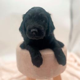 Godiva - Black male Goldendoodle puppy in North Carolina from Tuxedo Mountain Doodles