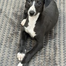 Ginny - Black female Whippet puppy in Erving, Massachusetts from Devine Hounds