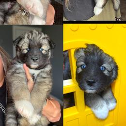 Briar - Agouti and white male Siberian Husky puppy in Florence, Kentucky from Moonlight Howl Huskies