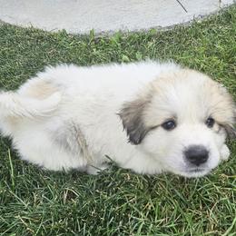 Asa - White and badger female Great Pyrenees puppy in Kennewick, Washington from Sara Voorhees