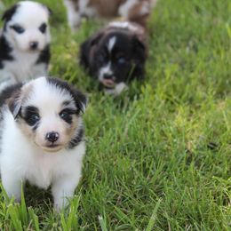 Australian Shepherd Puppies from Westrip Angus & Aussies