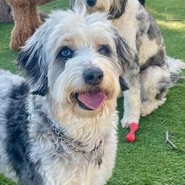 Aussiedoodles from Mini AussieDoodle Puppies