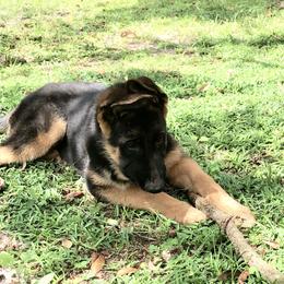 German Shepherd Puppies from Wolves Den Ranch