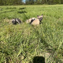 French Bulldog Puppies from Boone County Bulldogs
