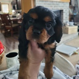 Girl 2 - Black and tan Cavalier King Charles Spaniel puppy in Altoona, Iowa from Pugs, Frugs and Frenchies
