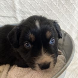 Australian Shepherd Puppies from Prairie Skies Farm