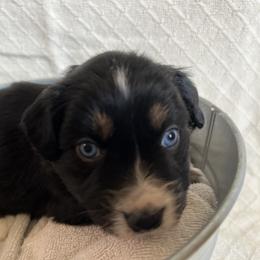Australian Shepherd Puppies from Prairie Skies Farm