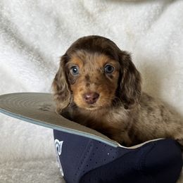 Marble - Dapple male Dachshund puppy in Bentonville, Arkansas from T & D Dachshunds by design