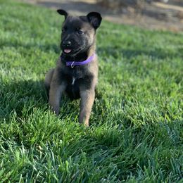 Belgian Malinois Puppies from Tehachapi Malinois