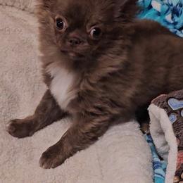 Mazie - Chocolate brindled fawn female Chihuahua puppy in Robeline, Louisiana from Cane River Chihuahuas