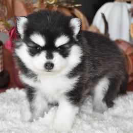 Linda - Black and white female Pomsky puppy in Chino Valley, Arizona from Rose Peek Pomskies