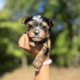 Yorkshire Terrier Puppies from Kruz Kennels