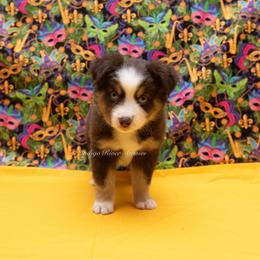 Danny - Orange Collar - Red tri male Miniature Australian Shepherd puppy in Lacombe, Louisiana from Indigo River Toy & Mini Aussies