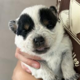 Girl 2 - Blue female Australian Cattle Dog puppy in Irvington, Kentucky from Dry Valley’s Australian Cattle Dogs