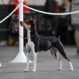 Sadie - Rat Terrier