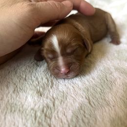Boy 1 - Cavalier King Charles Spaniel puppy in Acworth, Georgia from Cumberland Cavaliers