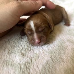 Boy 1 - Cavalier King Charles Spaniel puppy in Acworth, Georgia from Cumberland Cavaliers