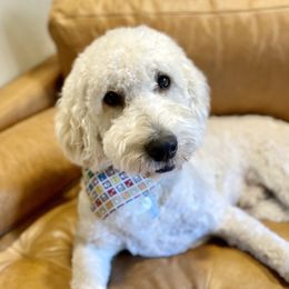 Assorted Doodle Crosses and Goldendoodles from Port City Doodles