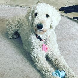 Penelope - Goldendoodle
