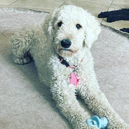 Penelope - Goldendoodle
