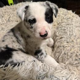 Vixen - Blue merle female Border Collie puppy in Huntersville, North Carolina from MJ Border Collies