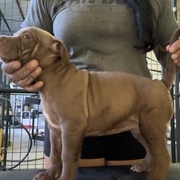 American Bully Puppies from TEXAS BULLY FAMILY
