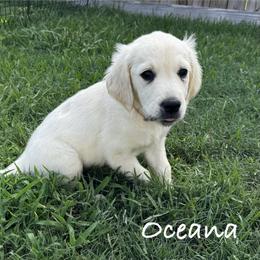 Golden Retriever Puppies from Lakemist Retrievers