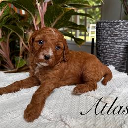 Cavapoo Puppies from Pawfect Fur Friends
