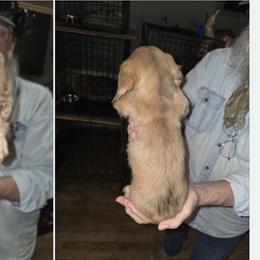 Girl 3 - Cream female Dachshund puppy in Jackson's Gap, Alabama from Lake Martin Doxies
