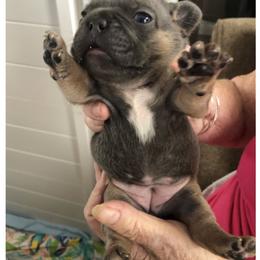 French Bulldog Puppies from Dunromin Farm