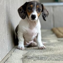 Stella - Dachshund