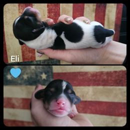 Eli - Piebald male Dachshund puppy in Poplar Bluff, Missouri from DT Dachshunds