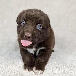 Wesley - Red & white male Miniature Australian Shepherd puppy in Bedias, Texas from JSK Aussie and Cavaliers