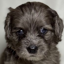 Peach - Merle female Cockapoo puppy in Bronson, Florida from Tabler Family Puppies