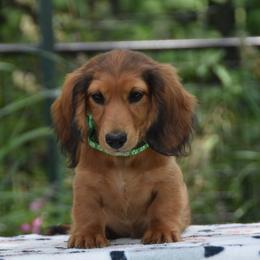 Kelly - Red male Dachshund puppy in Hebron, Indiana from MCS Dachshunds