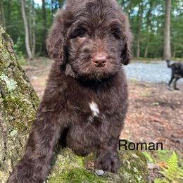 Roman - Chocolate male Goldendoodle puppy in New Ringgold, Pennsylvania from Hawk Mountain Doodles