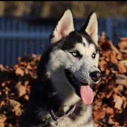 "Freya Sky my dog's daughter from 1st litter" Siberian Husky All Grown Up from Humorous Huskies